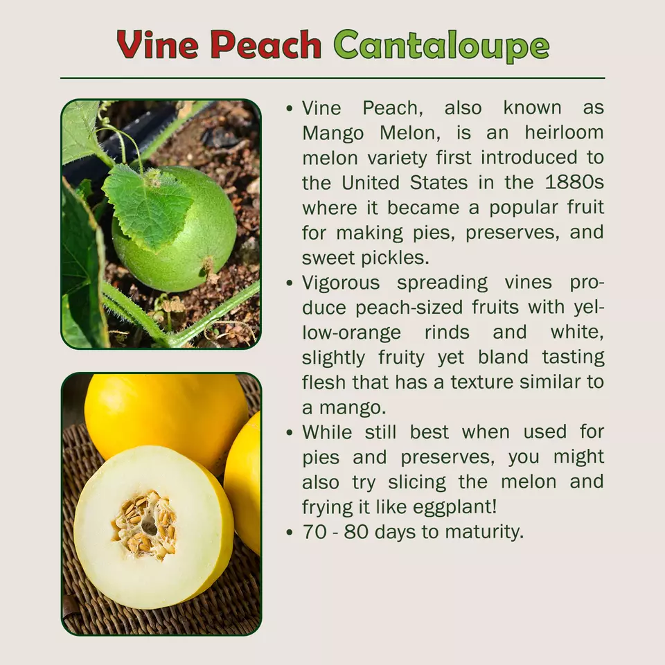 10 Vine Peach (Mango Melon) Cantaloupe Seeds - $6.64