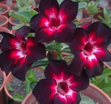 Pink Black White Desert Rose 4 Seeds - $8.99