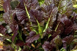 Mustard Giant Red Seeds 1000+ Greens Vegetable Garden - $8.98