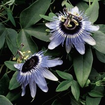 15 seeds Passion Flower ?Blue Bouquet  house plant  garden flowers From us - £7.91 GBP