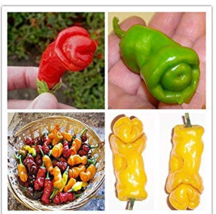 ADB Inc Penis Chill Red Hot Peter Pepper Seeds 200pcs Vegetables &amp; Fruit Seeds ( - £4.35 GBP