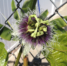 Purple Passion Fruit Plant - Passiflora Edulis 'Frederick' - Edible - $18.78