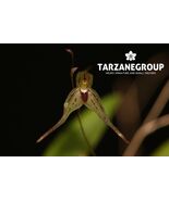 PLEUROTHALLIS STUMPFLEI SMALL ORCHID MOUNTED - $43.00