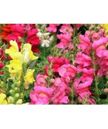 Snapdragon Beautiful Flower Seed Blend - Organic &amp; Non Gmo - Heirloom Se... - £1.78 GBP