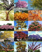 USA Store 100 Seeds Store Exotic Trees Mix, Flower Plant Desert Fragrant Bonsai  - £19.67 GBP