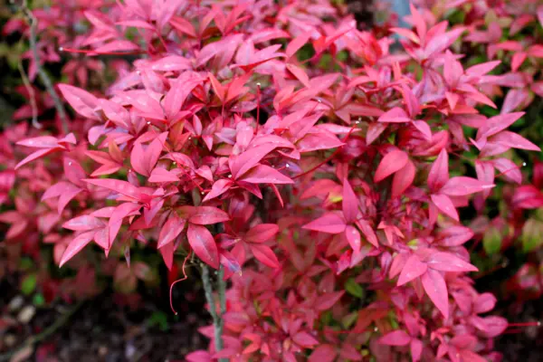 Top Seller 50 Heavenly Bamboo Sacred Nandina Domestica Pink Red Sun Shad... - £11.48 GBP