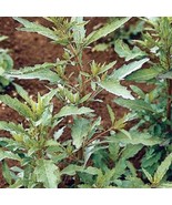 Epazote Culinary &amp; Herbs Mexican Tea Fresh Garden Seeds - $16.81 CAD