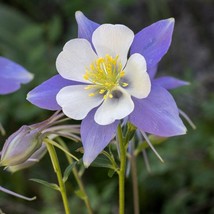 Fast Ship USA Seller 200 Columbine Blue Rocky Mountain Seeds - $13.30