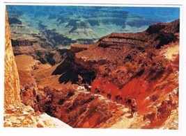 Arizona Postcard Grand Canyon National Park Mule Riders - £1.70 GBP