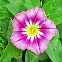 30 Seeds Morning Glory Dwarf Rose Hummingbird Mix Tricolor Flowers Vining - £10.41 GBP