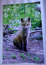 Adorable Red Fox in portrait 12x18 unframed photo  - $18.00