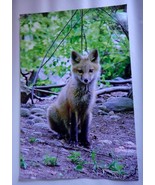 Adorable Red Fox in portrait 12x18 unframed photo  - $32.60