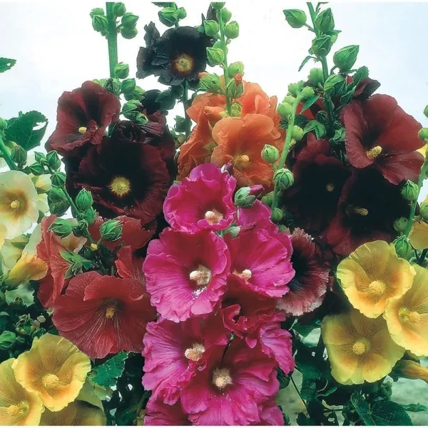 Hollyhock Seeds For Planting Mixed Colors 100+ Seeds Long Blooming Period I Gard - £16.36 GBP