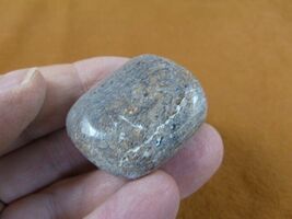 DF485-29 Fossil REAL DINOSAUR Bone pebble Atlasaurus Jurassic Dino dinos... - $8.99