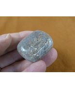 DF485-29 Fossil REAL DINOSAUR Bone pebble Atlasaurus Jurassic Dino dinos... - $8.99