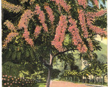 Hawaii - Pink Shower, Hawaiian Islands - c1910s Island Curio Co. Postcard - $8.42