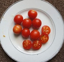Fence Row Cherry Tomato Seeds (25+ Seeds) - $4.75