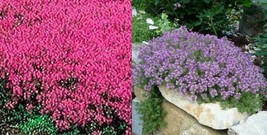 Creeping Thyme Mixed Red &amp; Purple 4&quot; Ground Cover Perennial NON GMO 500 Seeds - £5.79 GBP