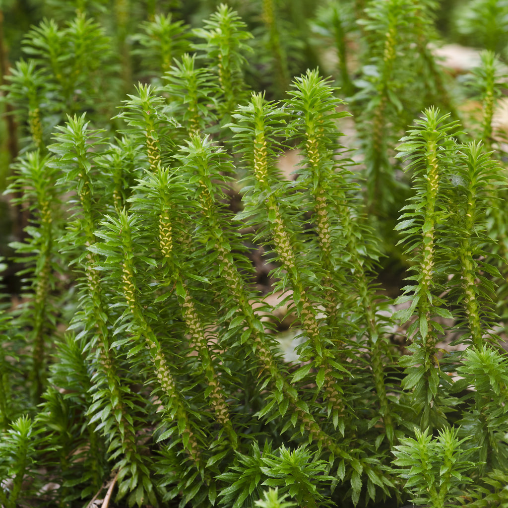3 Live Shining Clubmoss Stagshorn Reptile Habitat Vivarium Shade Plant Terrarium