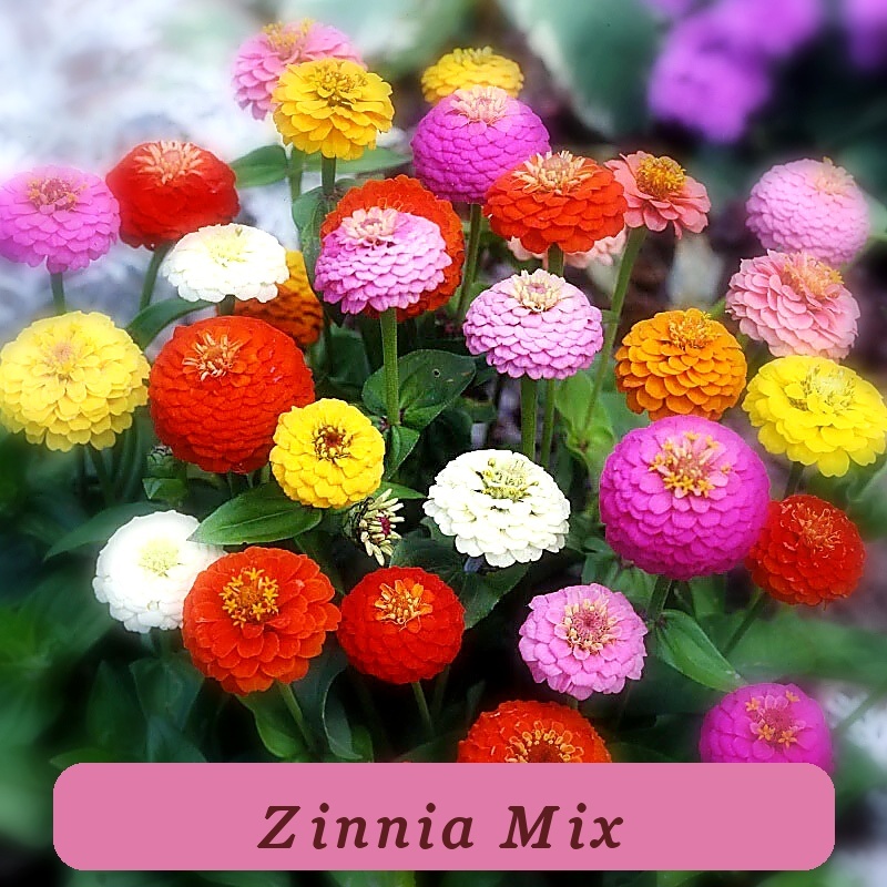 Strong Plant 100+ Sprite Mix Zinnia Seeds For Garden Planting Usa - $7.65