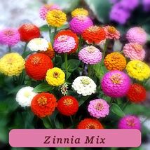 7456 zinnia mix pop thumb200