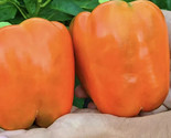 30 Seeds Orange King Bell Pepper Seeds Sweet Heirloom Organic Non Gmo Fr... - $8.99