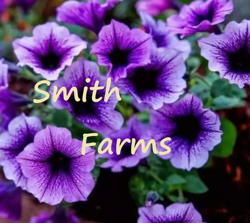 Purple Petunia Flowers Lots Of Lavender 25 Seeds - £8.28 GBP