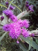 30 SEEDS IRONWEED VERNONIA FASCICULATA HEIRLOOM SEEDS QUICK BLOOM INSTAN... - £6.45 GBP