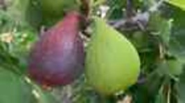 100+ Violette De Bordeaux Fig Seeds - $9.00