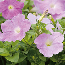 150 Pelleted Supercascade Lilac Petunia Seeds - Outdoor Living Free Ship - £45.38 GBP