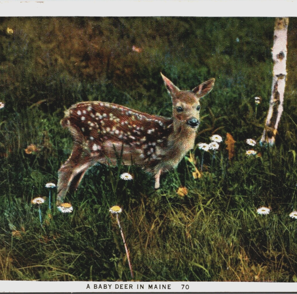 1928 Baby Deer in Maine Field of Flowers Birch Tree Curt Teich Colored Postcard - $9.95