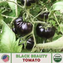 Black Beauty Tomato Seeds, Organic, Open-Pollinated, Non-GMO 10  Seeds - £9.00 GBP