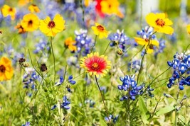 KBT Wild Flower Seeds Packet Kit Open Pollinated Bulk Flower Seed Mix 10... - $456.88 MXN