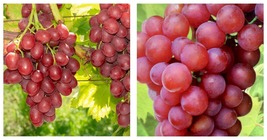 1 EINSET Live Seedless Grape Vine 1 - 2 yr Old Dormant Plants - £52.91 GBP