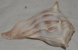 Conch Sea Shell Seashell  - £32.96 GBP