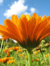 Calendula Officinalis Organic Edible Flowers Medicinal 2350 Pure Seeds - £6.72 GBP