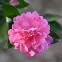 SEPTH Camellia Sasanqua Autumn Spirit Fall Blooming Camellia 1 Gallon Po... - $75.74