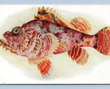 Omakaha Nohu Fish Steinhart Aquarium San Francisco CA UNP Chrome Postcar... - $7.87