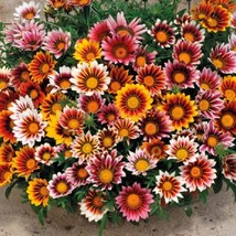 USA Seller Mpb#12 Gazania Seeds Sunshine Mix 25 Thru 500 Seeds Flower Seeds - £11.94 GBP