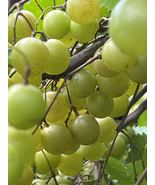 Carlos Scuppernong Muscadine Grape Vine. Self pollination. Fruiting Next... - £23.58 GBP