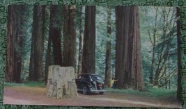 Vintage Color Photograph Postcard, Redwood Grove, Union Oil Scenes of The West - £3.10 GBP