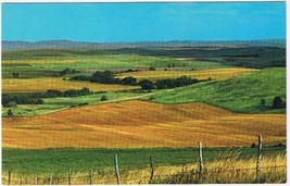 Postcard Pheasant Grouse Hungarian Partridge Central North Dakota Fields - £3.81 GBP