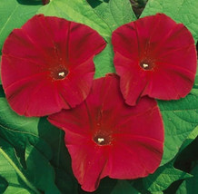 New Morning Glory Scarlett O&#39;hara Red Vine Aas Winner Heirloom Non-GMO 100 Seeds - £3.45 GBP