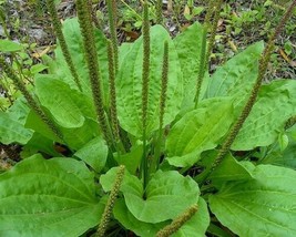 100+ Organic Broadleaf Plantain Seeds ~ Plantago major - $4.89