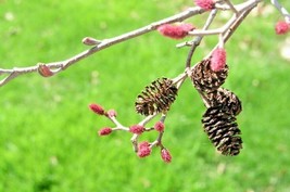 25 Smooth Alder Seeds Alnus Serrulata USA SELLER Fast Shipping - $9.80