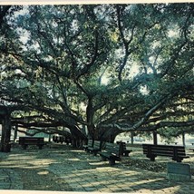 1980 the famous 1873 Banyan Tree at Lahaina Maui before the fire Hawaii ... - £9.96 GBP