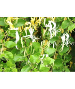 1 Mature Live Plant Halls Honeysuckle White Yellow Flowers Japanese Loni... - $994.03 MXN