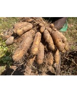 Lesser yam(Dioscorea esculenta), 5 pieces/ 10 USD, Shipping cost/15 USD,... - £29.01 GBP