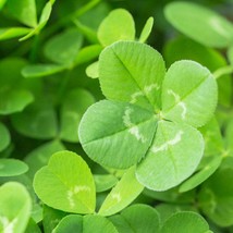 Four Leaf Glass Clover Seeds - Xlever Mix, Pack of 25, Unique Gardening Gift for - £5.24 GBP