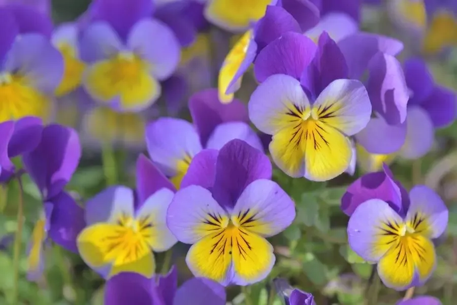 20 Cool Wave Edition Pansy Seeds . Beautiful Mix ! Planting / Garden / F... - $9.00